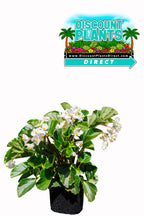Begonia BabyWing White