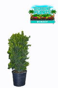 Podocarpus Maki