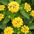 Yellow Lantana
