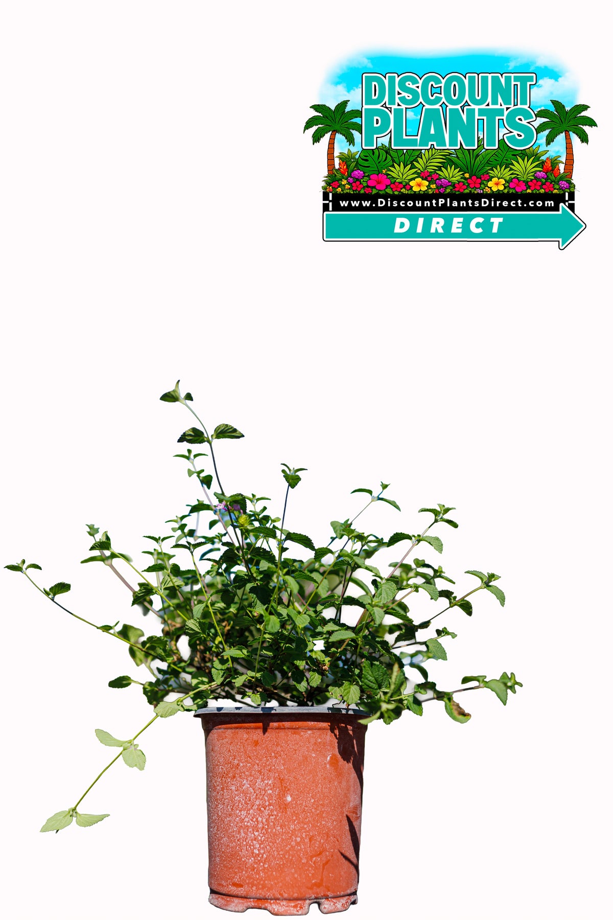 Sweet Potato Vine