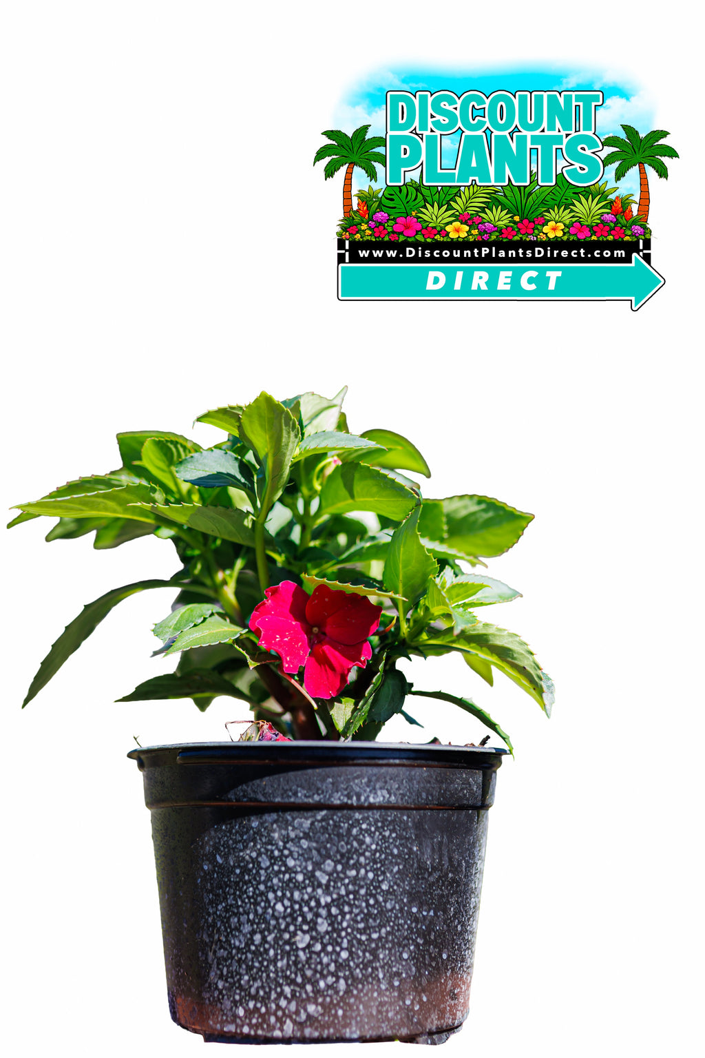 Sunpatients Compact Rose Glow