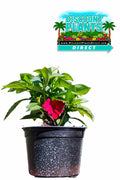 Sunpatients Compact Rose Glow