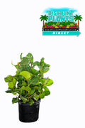 Sea Grape