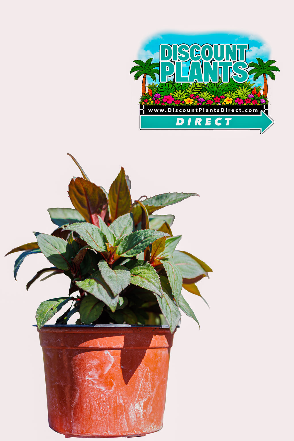 Sunpatients Deep Red