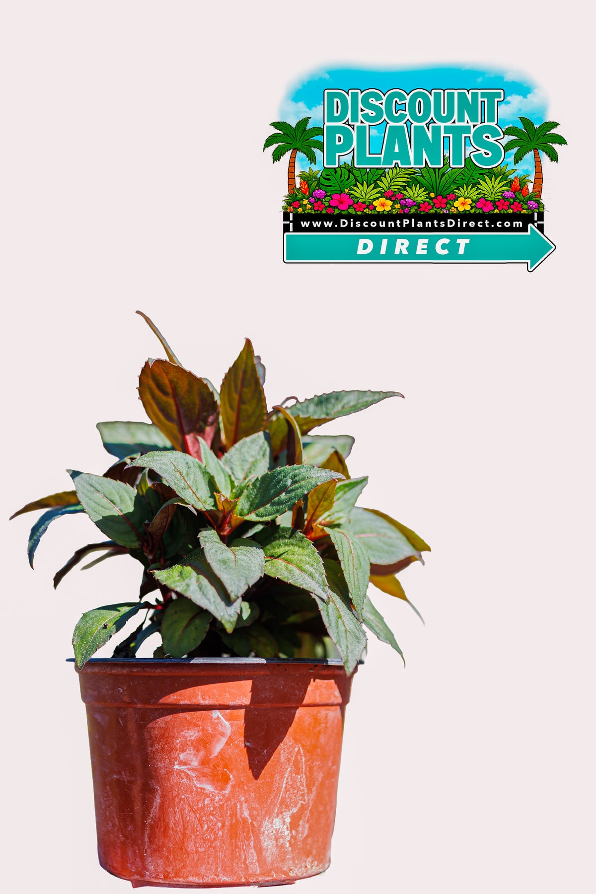 Sunpatients Deep Red