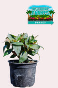 Sunpatients Compact Lavender Splash