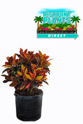 Croton Petra
