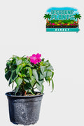 Sunpatients Compact Lilac
