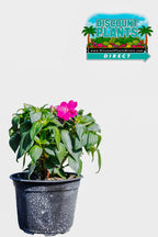 Sunpatients Compact Lilac