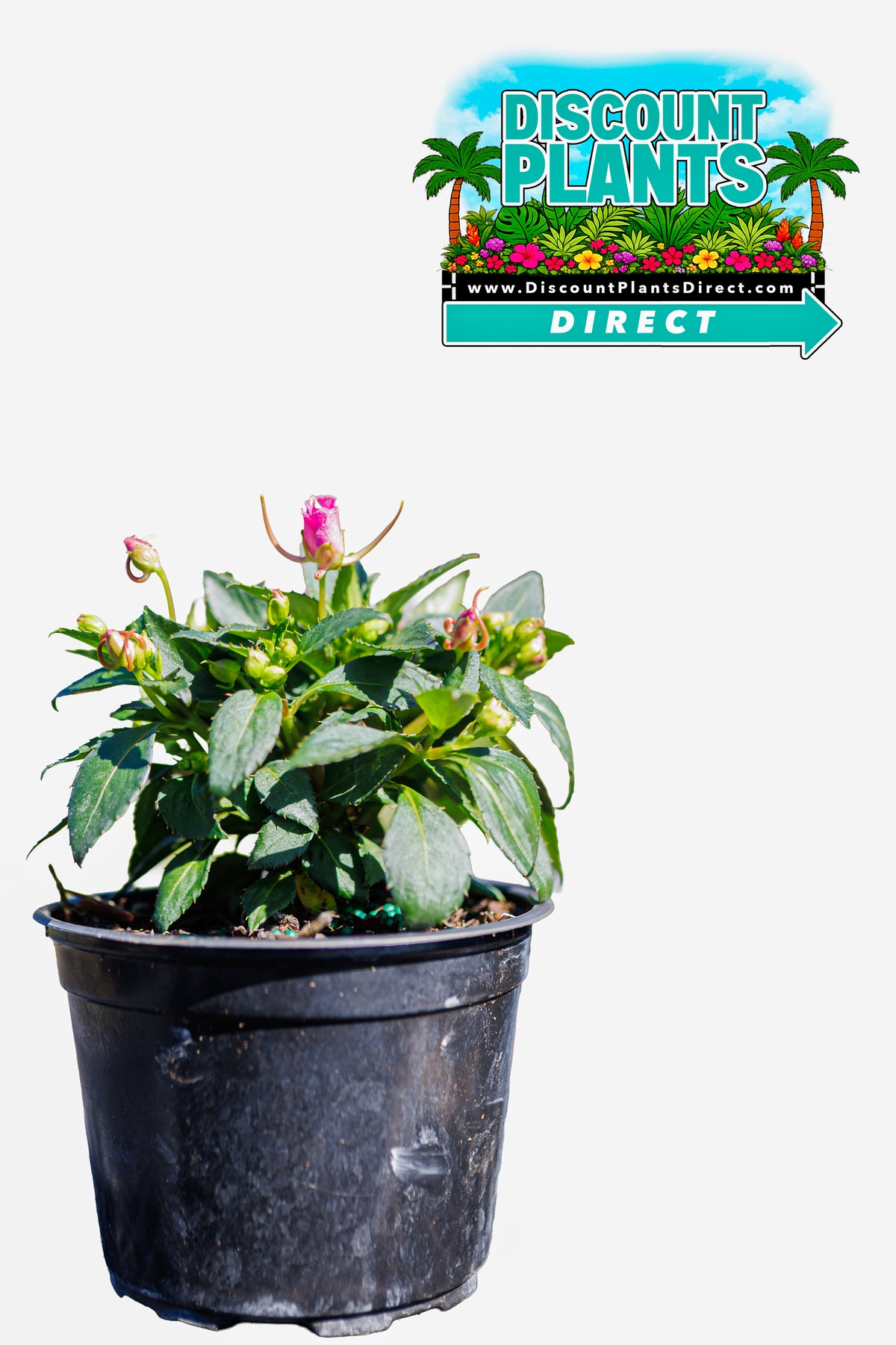 Sunpatients Compact Hot Pink