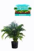 Areca Palm