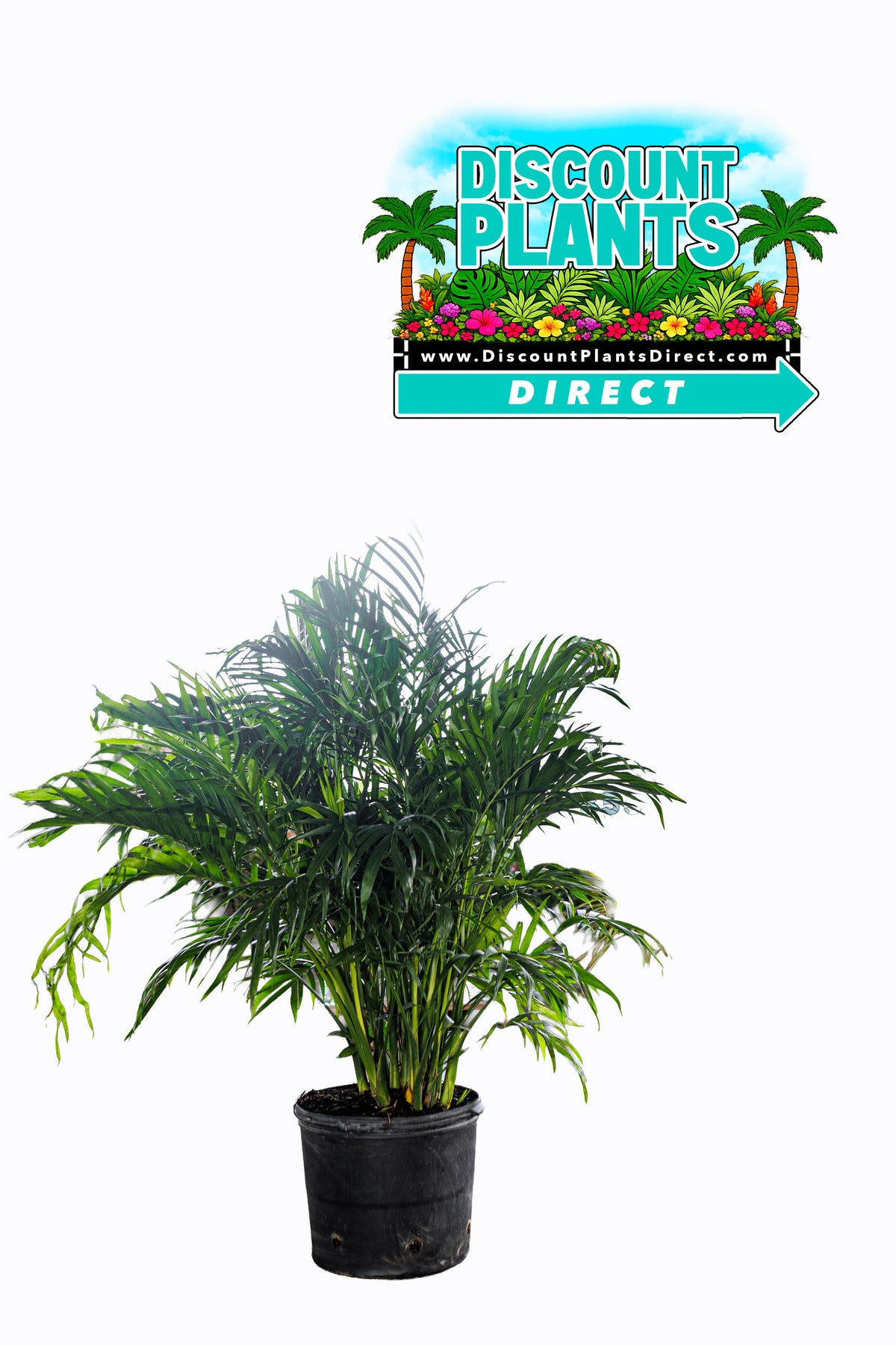Areca Palm