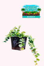 Ficus Repens