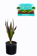 Crinum Queen Emma