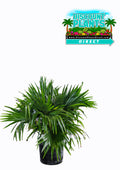 Chinese Fan Palm