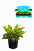 Zamia Cardboard Palm