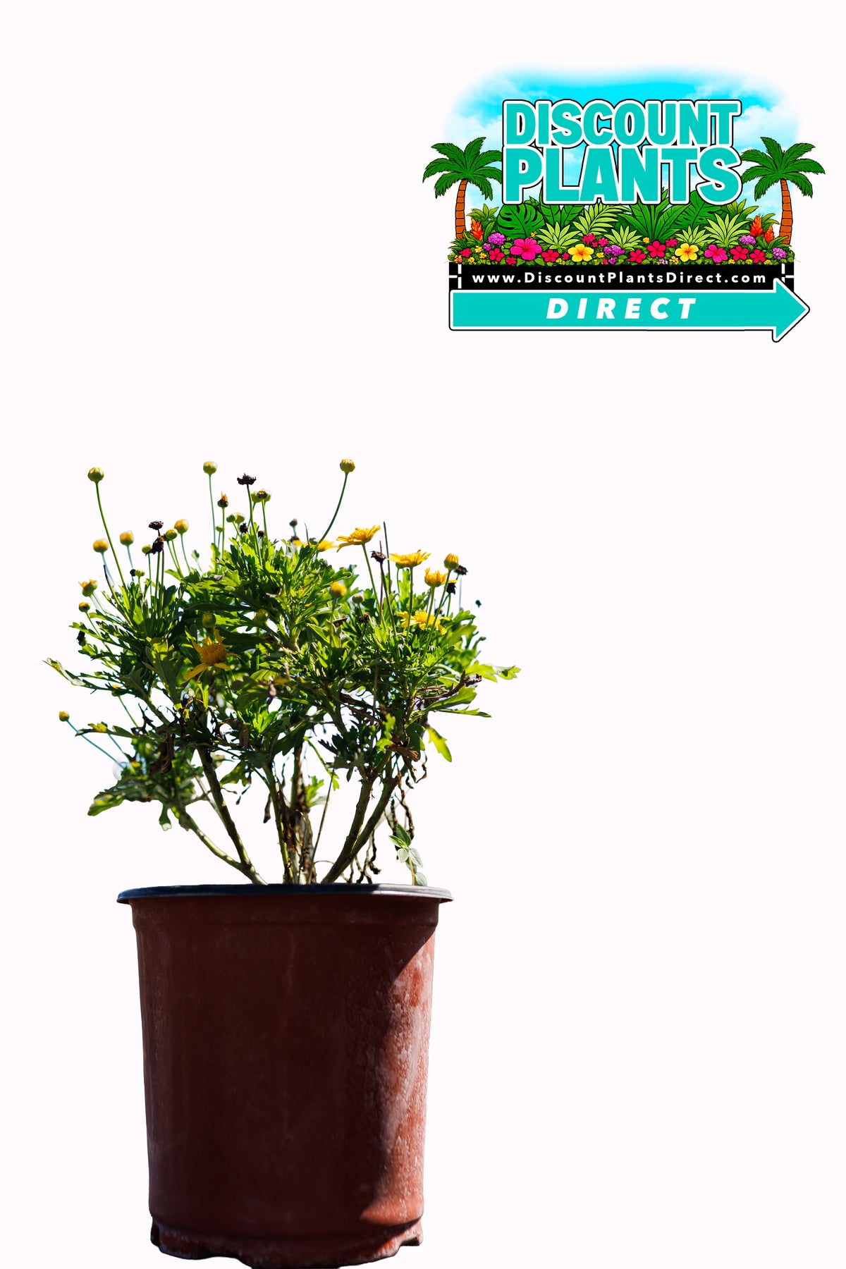 Bush Daisy