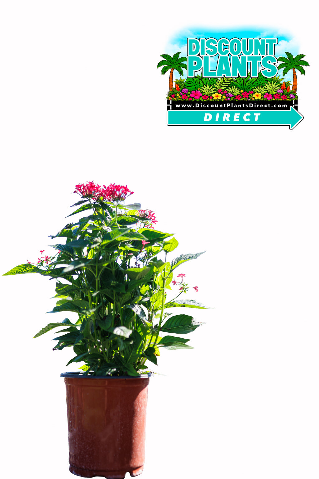 Pentas Starcluster Lipstick