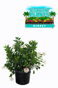 Hibiscus White Wing Bush
