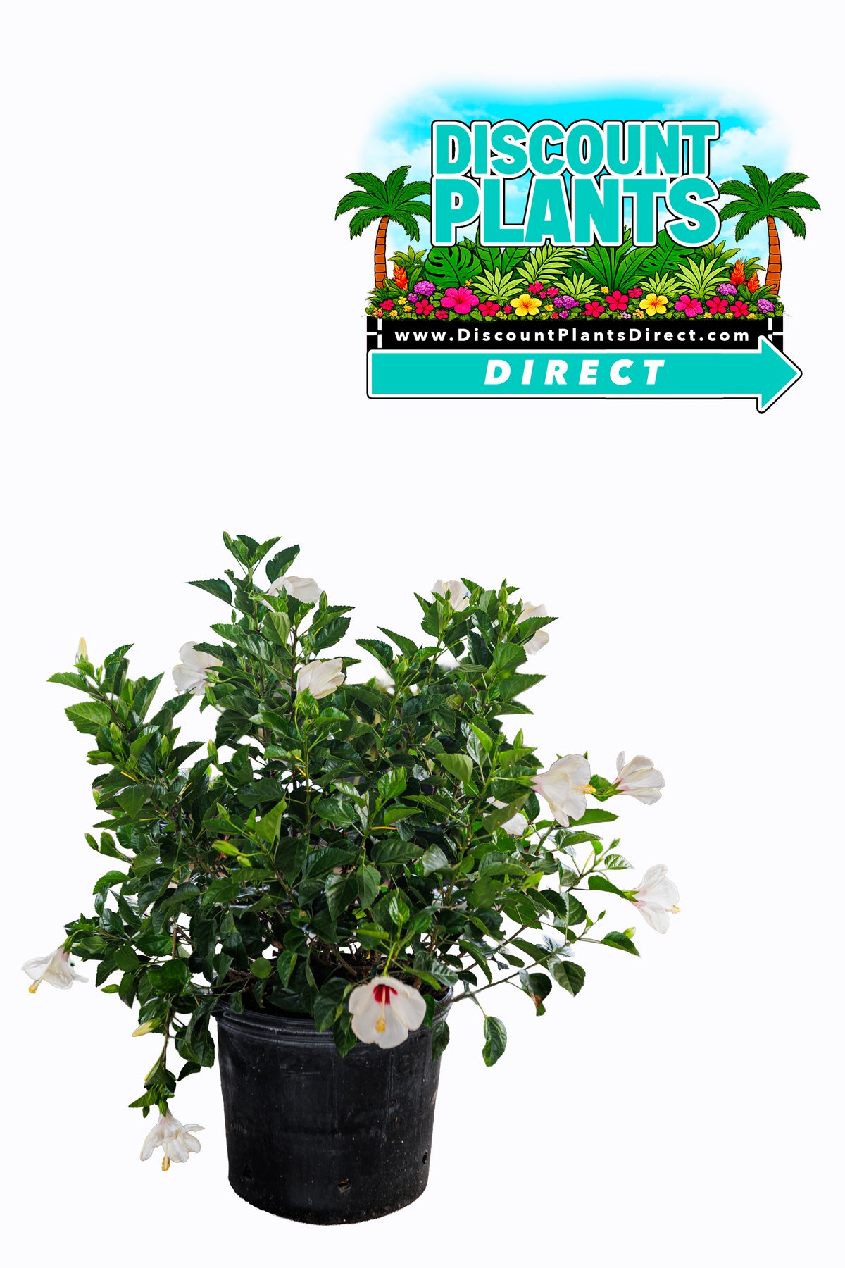 Hibiscus White Wing Bush