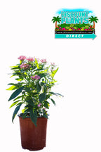 Pentas Starcluster Apple Blossom