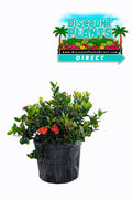 Ixora Maui Red Bush