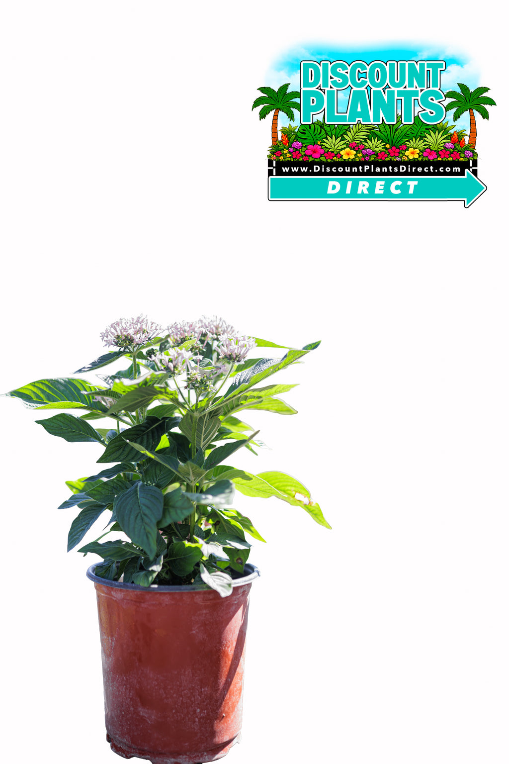 Pentas Sarcluster White