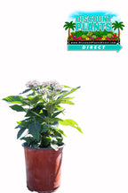 Pentas Sarcluster White