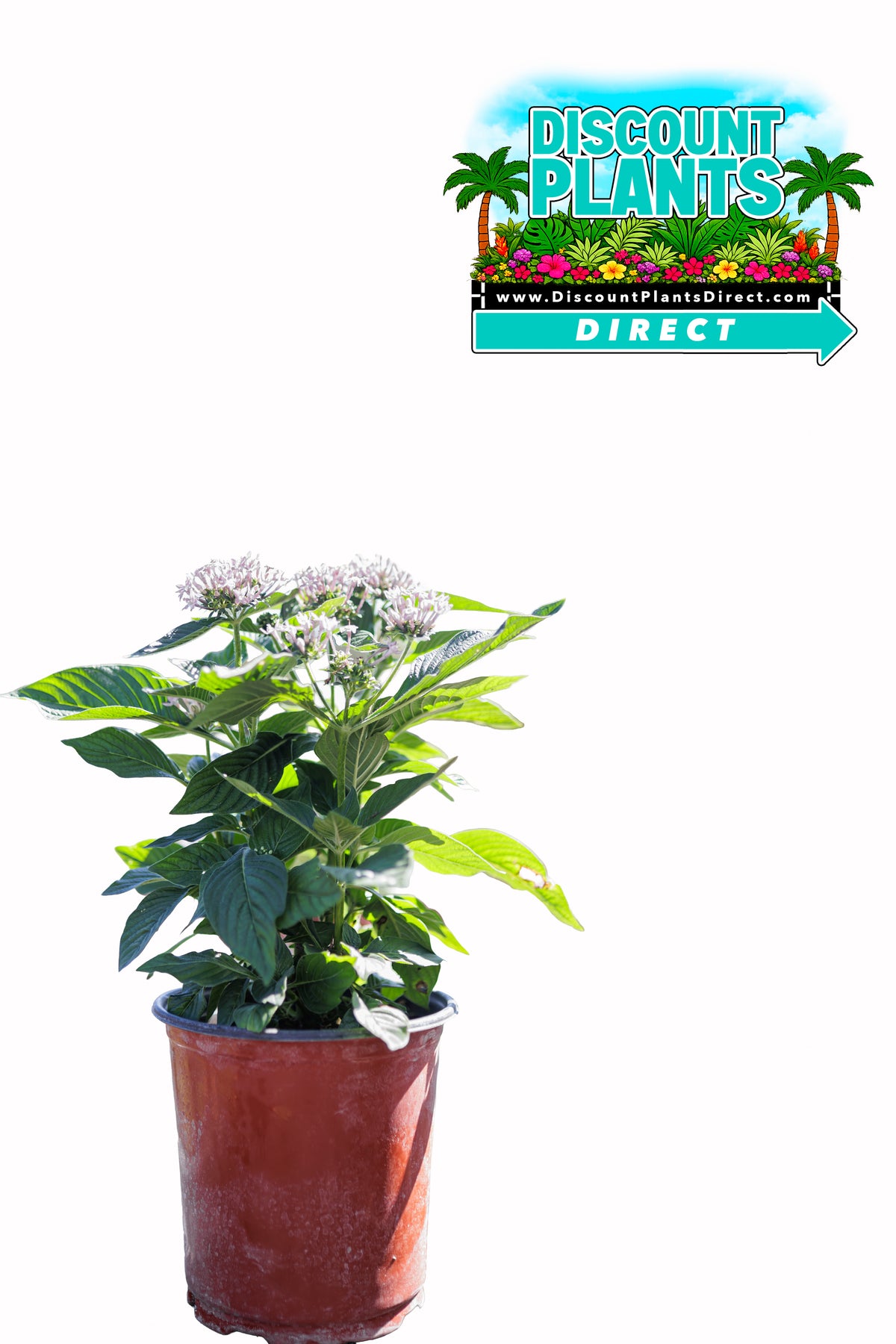 Pentas Sarcluster White