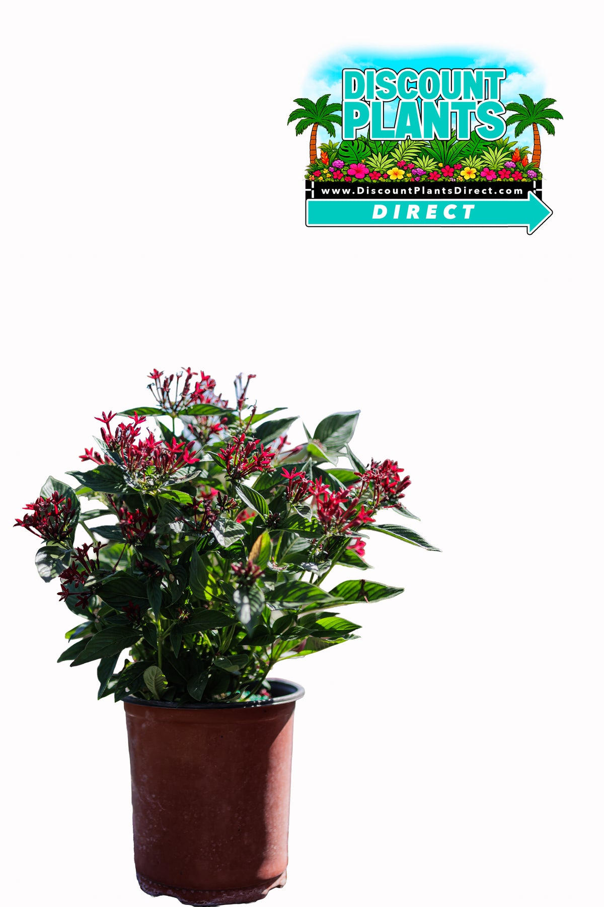Pentas Starcluster Red