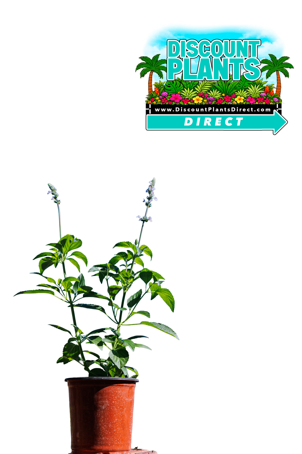 Salvia Blue Chill