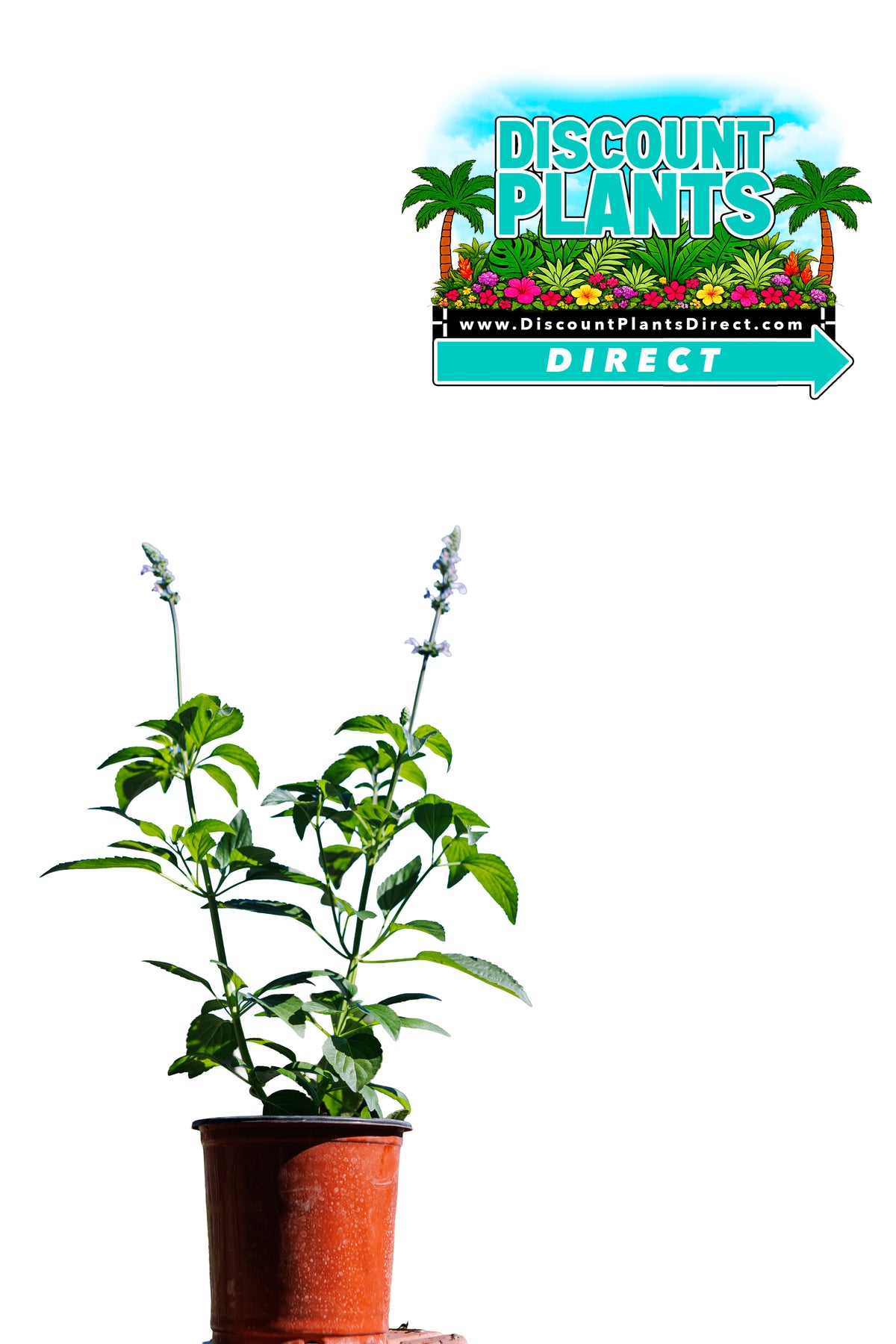 Salvia Blue Chill