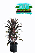 Cordyline Red Sister