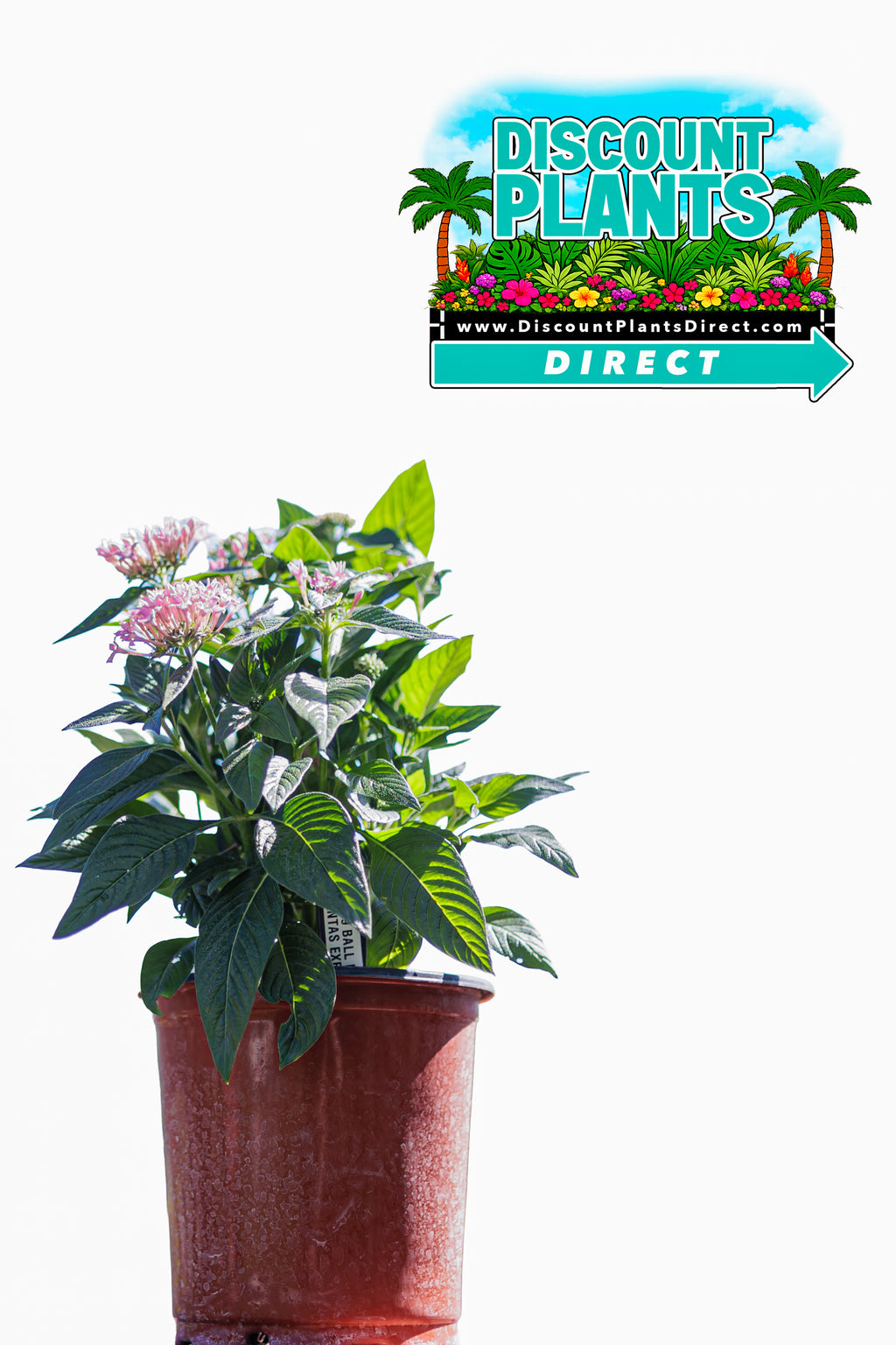 Pentas Sarcluster Pink