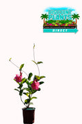 Alice Dupont Mandevilla