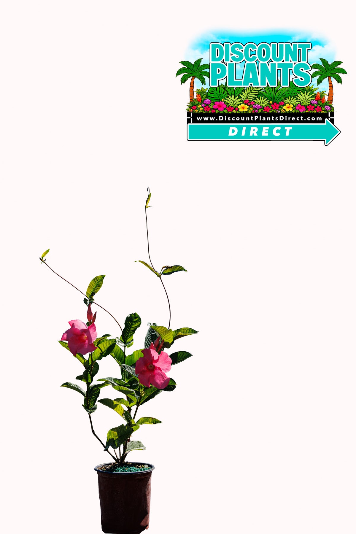 Alice Dupont Mandevilla