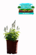Salvia Mystical White