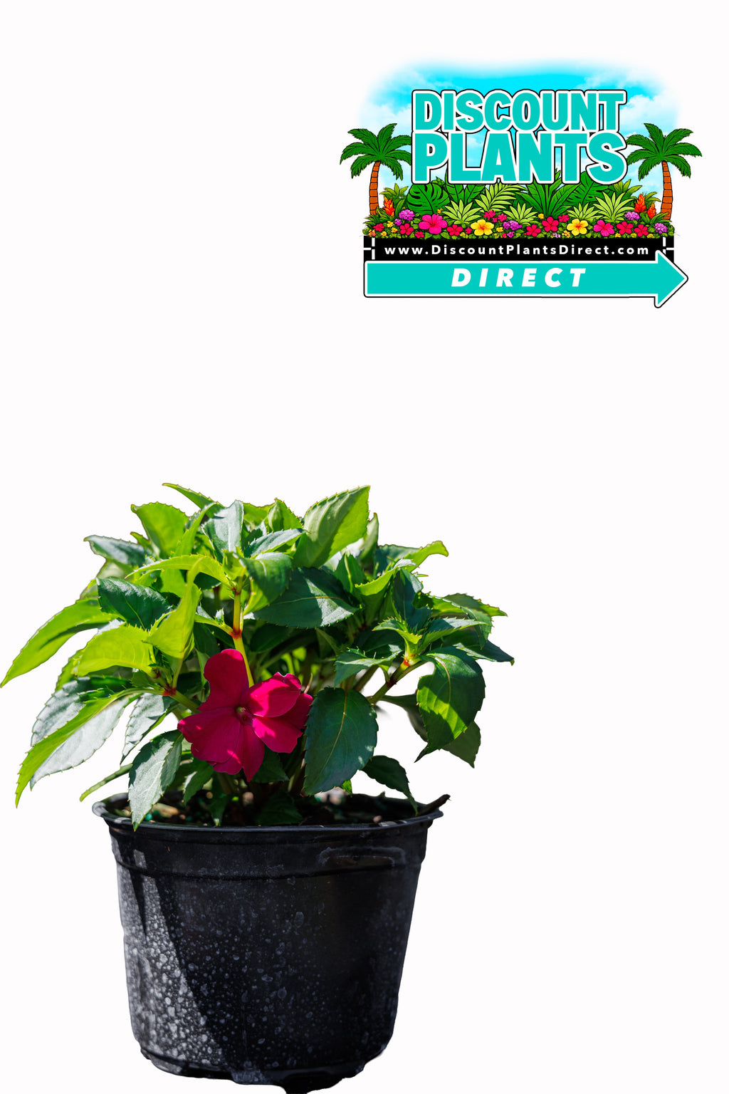 Sunpatients Compact Magenta