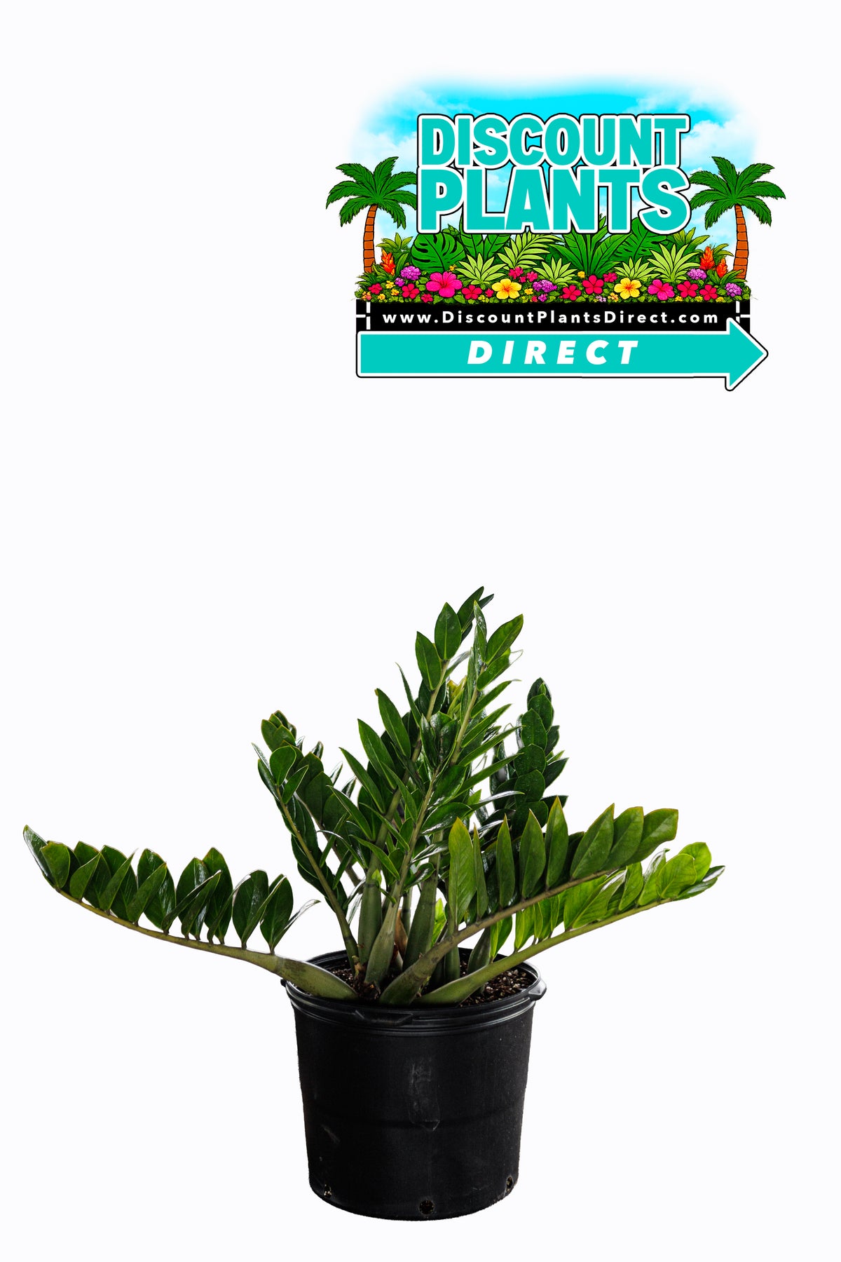 Zamioculcus ZZ Plant