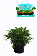 Philodendron Xanadu