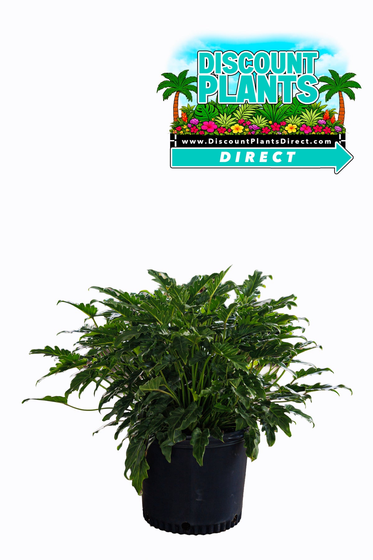 Philodendron Xanadu