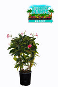 Mandevilla Giant Dark Pink Trellis