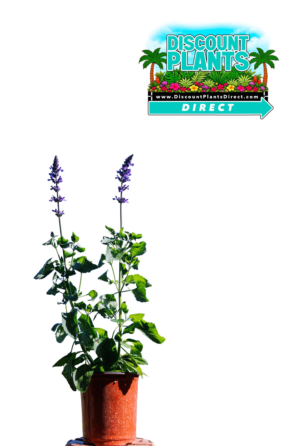 Salvia Mystic Spires