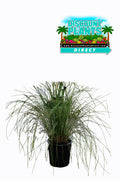 Fountain Grass White