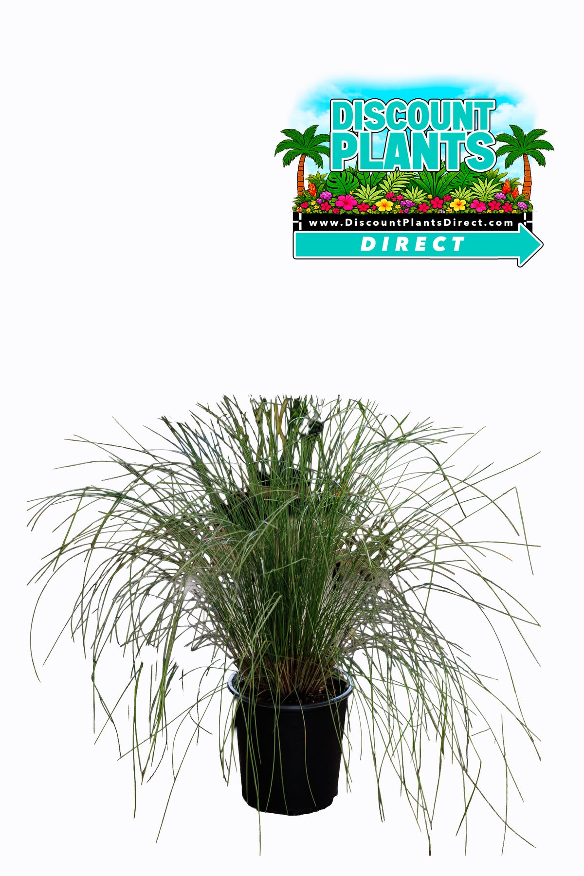 Fountain Grass White