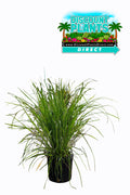 Fakahatchee Grass