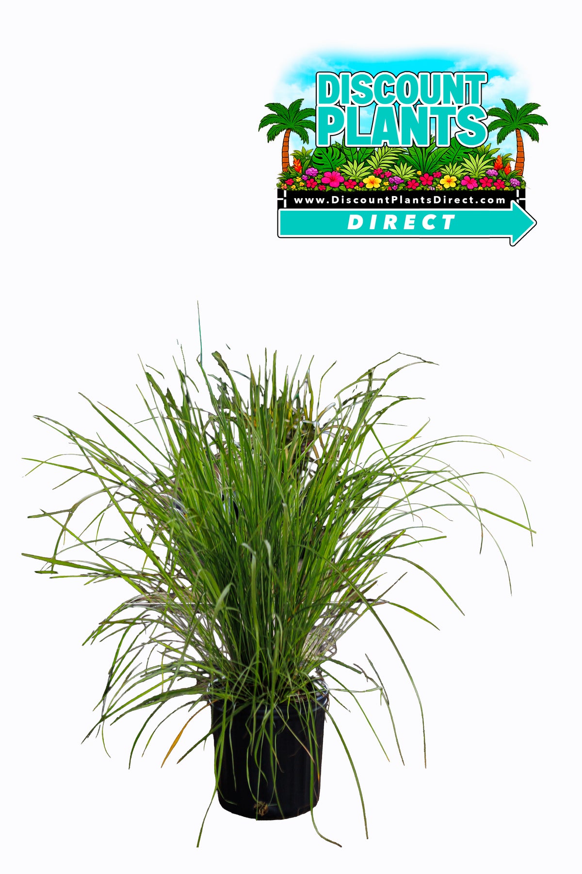 Fakahatchee Grass