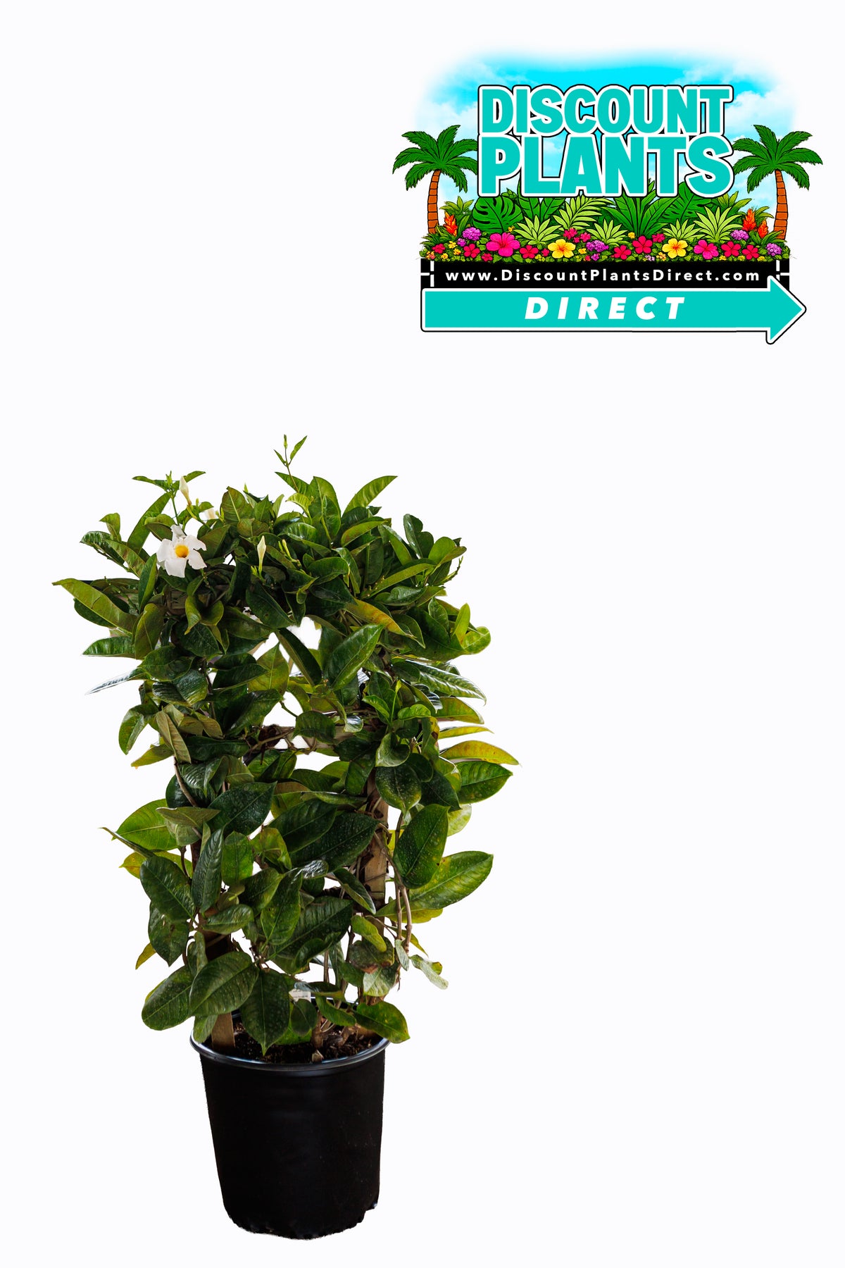 Mandevilla Bride Cascade White Trellis