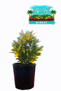 Croton Gold Dust