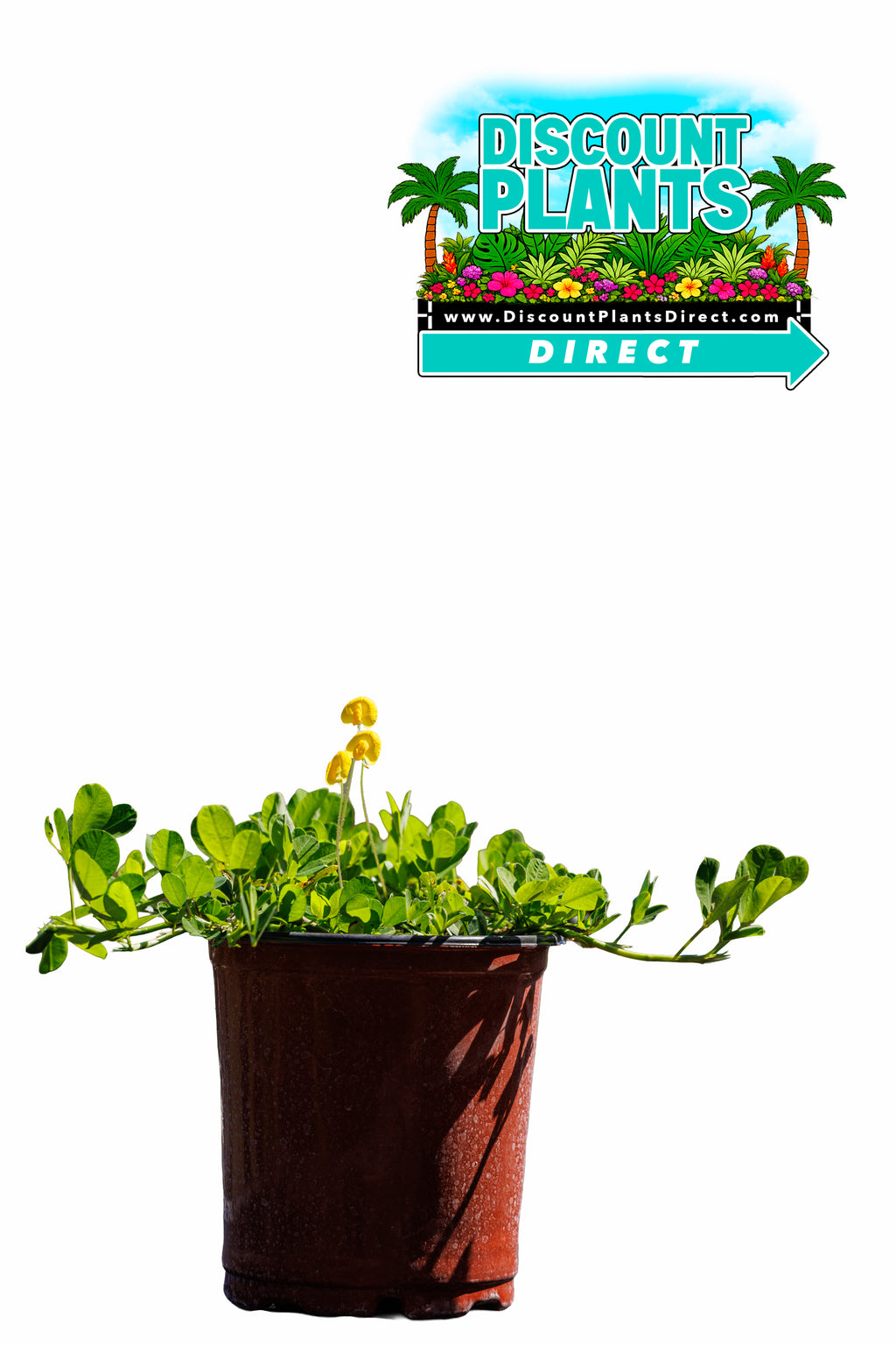 Perennial Peanut